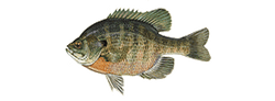 bluegill